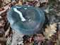 Kékhátú galambgomba (Russula cyanoxantha), Őrség